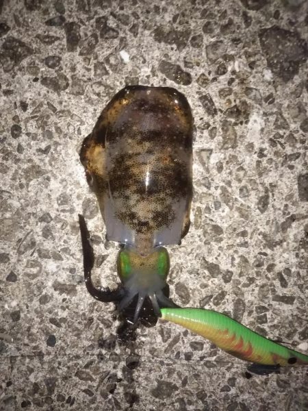 まだ小さい新子もいます