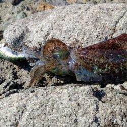 一年ぶりのエギング釣行