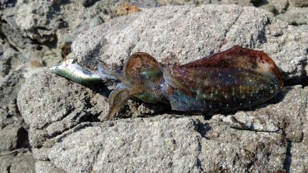 一年ぶりのエギング釣行