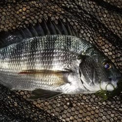 シャローズル引き