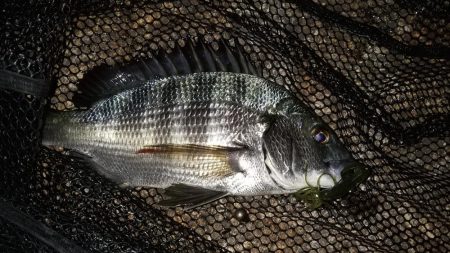 シャローズル引き