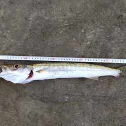 地磯プラッキング