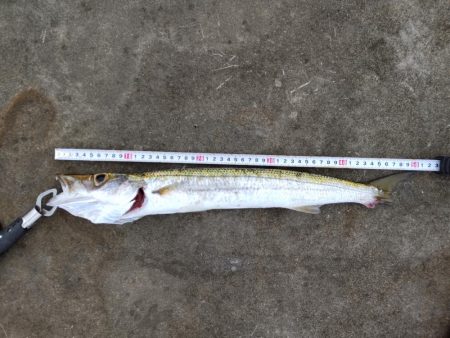 地磯プラッキング