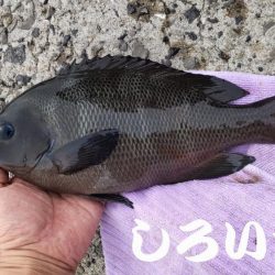 今回はグレでした。