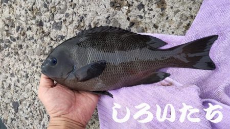 今回はグレでした。