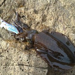 越前秋イカ初戦