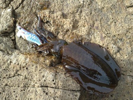 越前秋イカ初戦