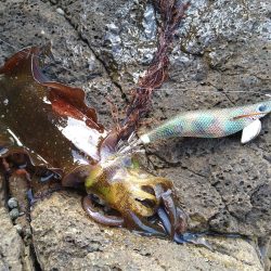 波高1メートルのエギング