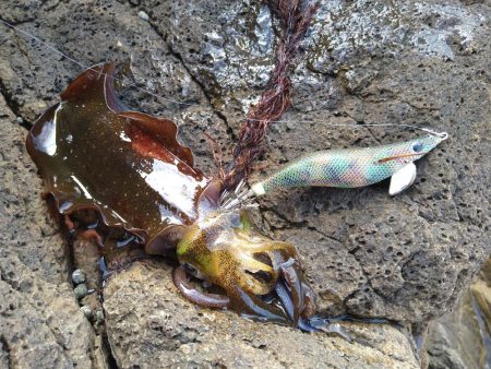 波高1メートルのエギング