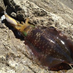 追い風で竿抜けポイントで連発