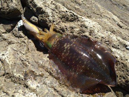 追い風で竿抜けポイントで連発