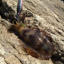 渋い秋イカエギング