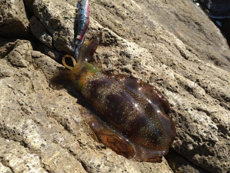 渋い秋イカエギング