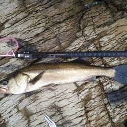 磯シーバスゲット