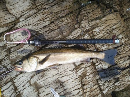 磯シーバスゲット