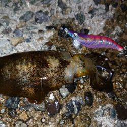 アオリイカ始まりました!