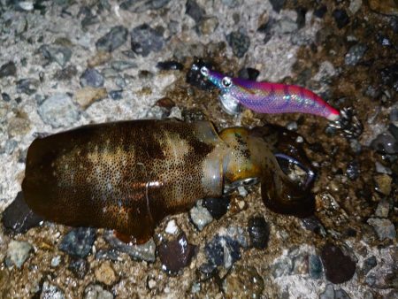 アオリイカ始まりました！