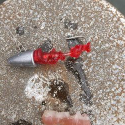 大きな？アジ!!