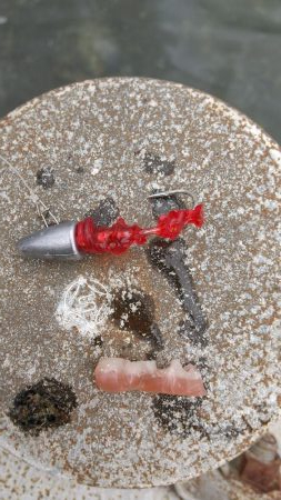 大きな？アジ!!