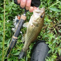 雨上がりの短時間釣行