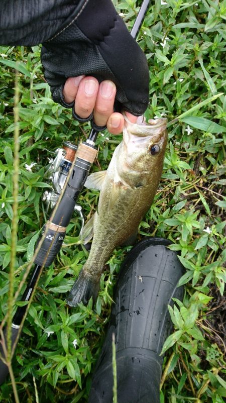 雨上がりの短時間釣行