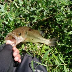 徐々に秋パターンに