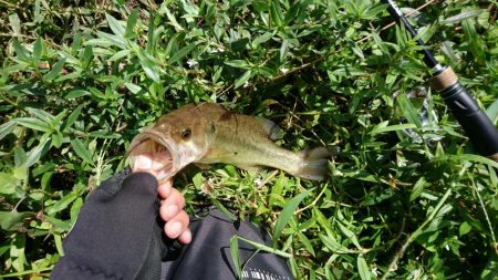 徐々に秋パターンに