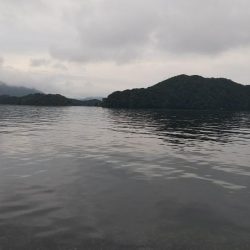 サゴシ跳ねてます❗️