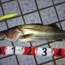 チャートだけで勝負