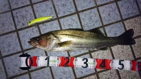 チャートだけで勝負