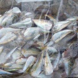 毎度です。アオリ狙い。密回避は無理っす(笑)