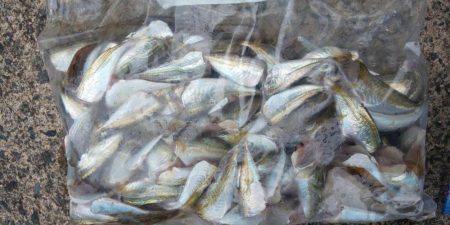 毎度です。アオリ狙い。密回避は無理っす(笑)