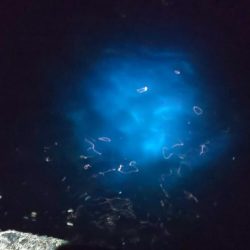 毎度です。アオリ渋かった~