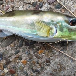 毎度です。ボイル打ちは運次第(汗)