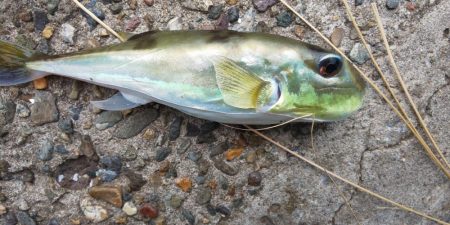 毎度です。ボイル打ちは運次第(汗)