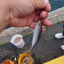 アジ釣り