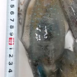 アオリイカエギング