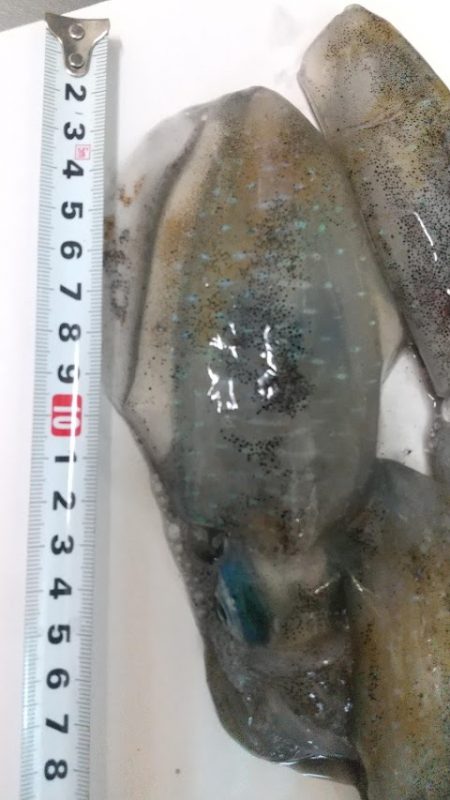 アオリイカエギング