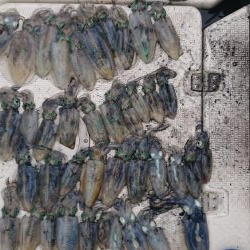 ボートキャスティングエギング