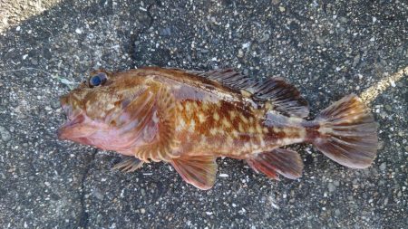 ガシラ自己記録