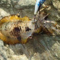 今シーズン初アオリイカ