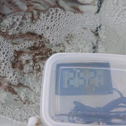 サビキでウリ坊無限