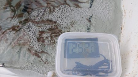 サビキでウリ坊無限