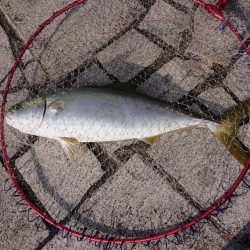 のませでメジロ