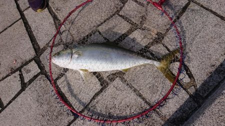 のませでメジロ