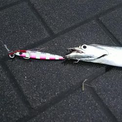 今年初タチウオ