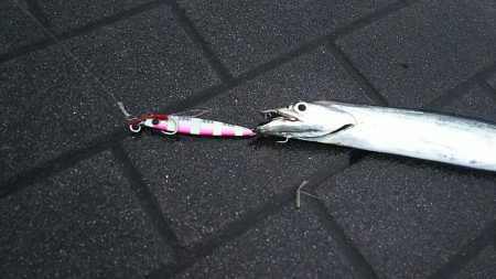 今年初タチウオ