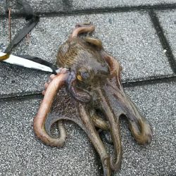 メタルジグにタコ