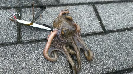 メタルジグにタコ