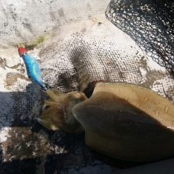 貸しボートエギング